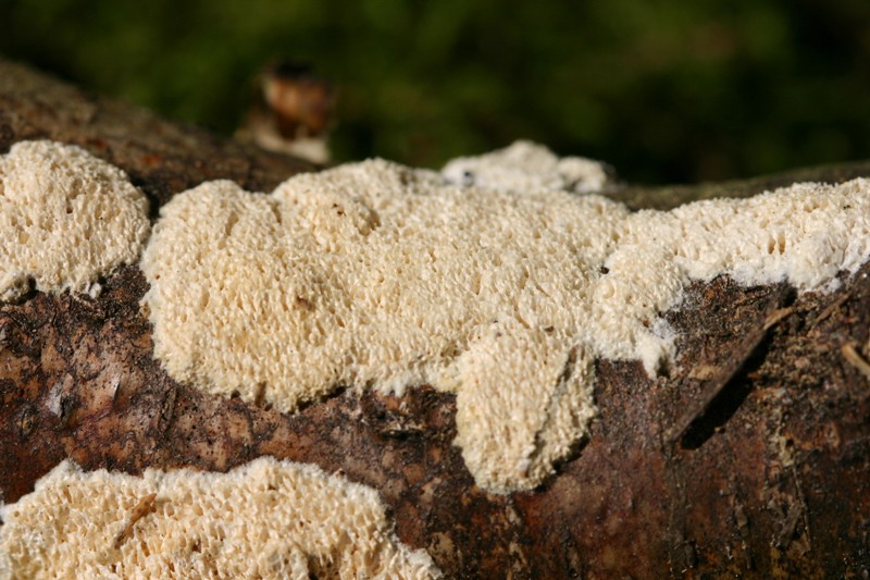 Sempre sullo stesso tronco